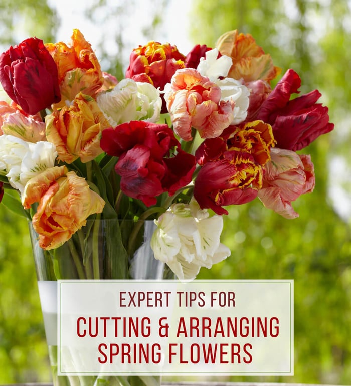 Expert Tips for Cutting and Arranging Spring Flowers
