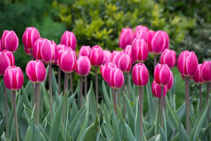 Want Bigger, Brighter Tulips? Plant Hybrids!