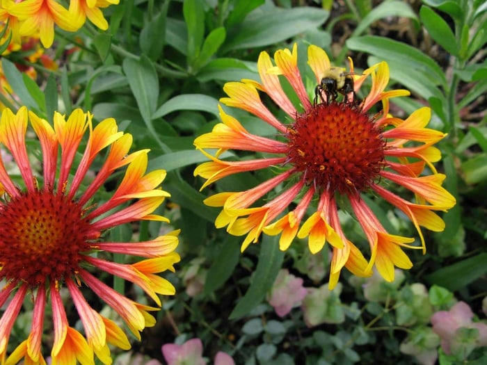 Best Garden Flowers to Attract Bees