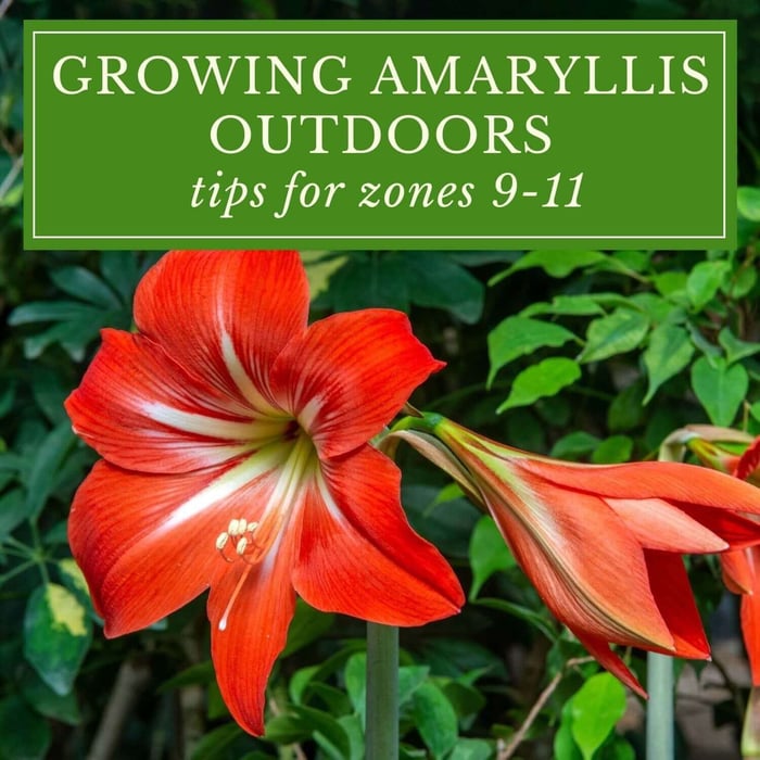 Growing Amaryllis Outdoors in Zones 9-11