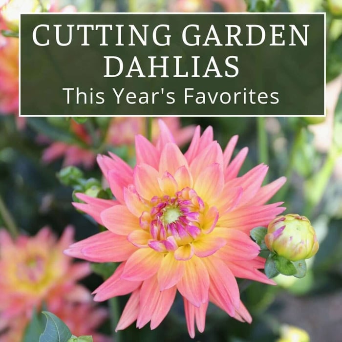 Cutting Garden Dahlias: This Year's Favorites