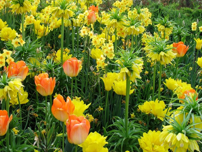 Inspiration for Your Spring Garden: Tulips Go Casual