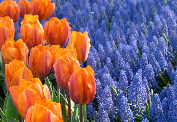 Fragrant Spring-Blooming Bulbs