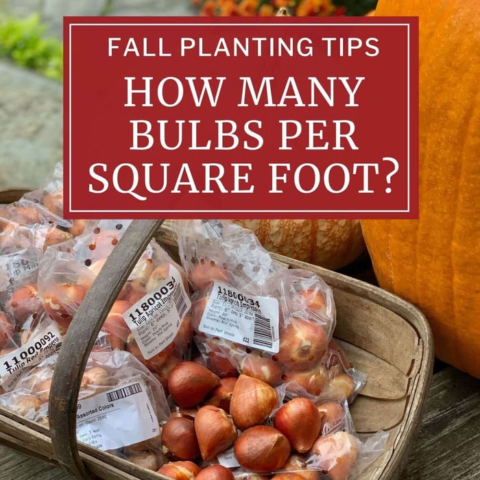 Fall Planting Tips: How Many Bulbs Per Square Foot?