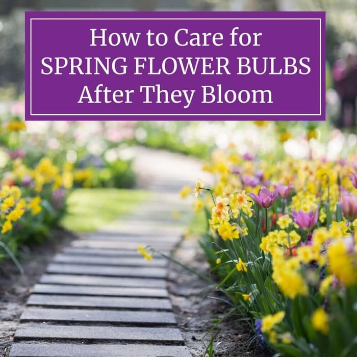 How to Care for Spring Flower Bulbs After They Bloom