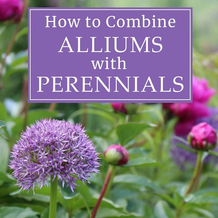 How to Combine Alliums with Perennials