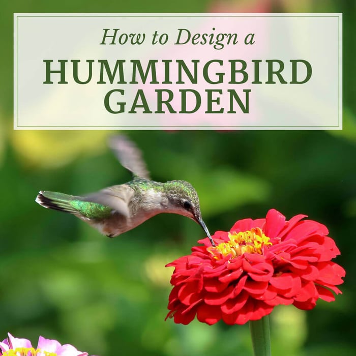 How to Design a Hummingbird Garden