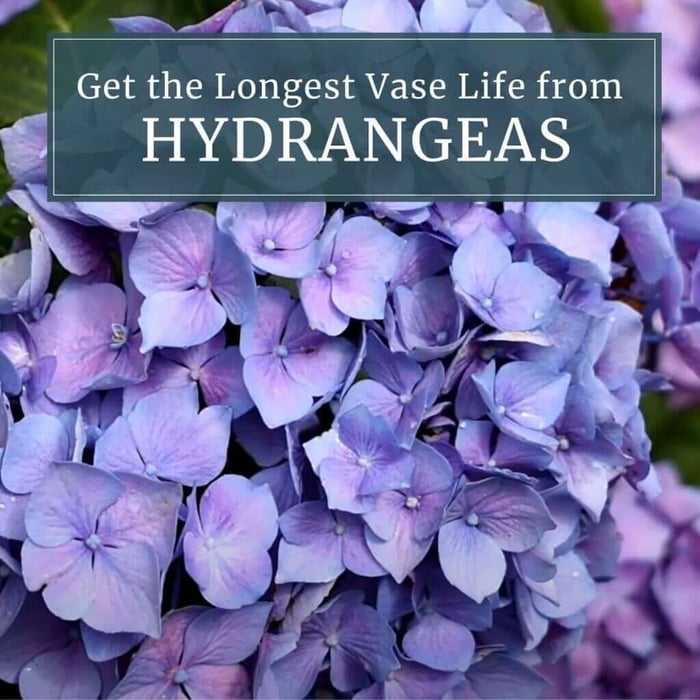 Get the Longest Vase Life from Hydrangeas