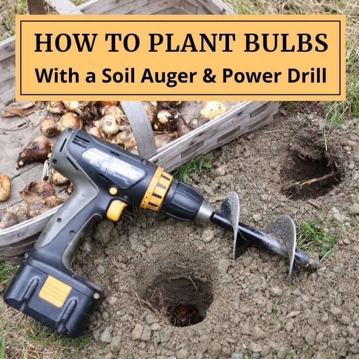 Planting Flower Bulbs With a Soil Auger and Power Drill