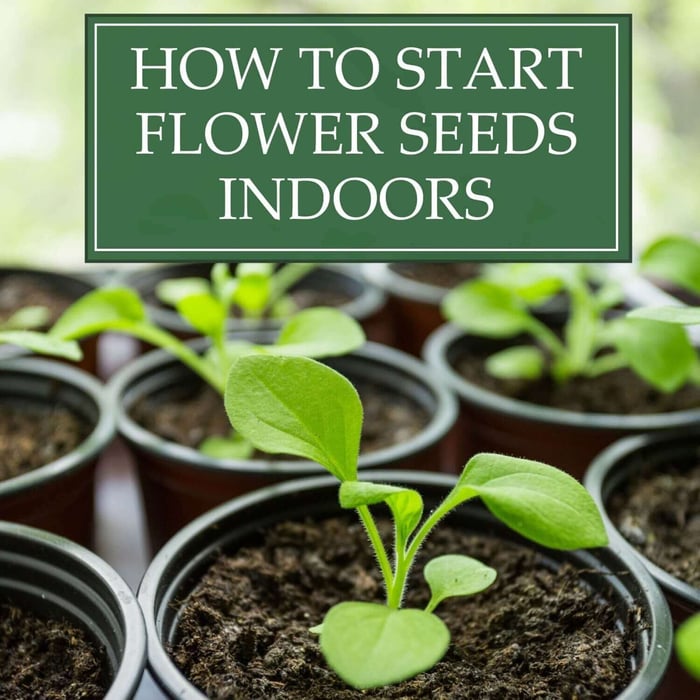 How to Start Flower Seeds Indoors