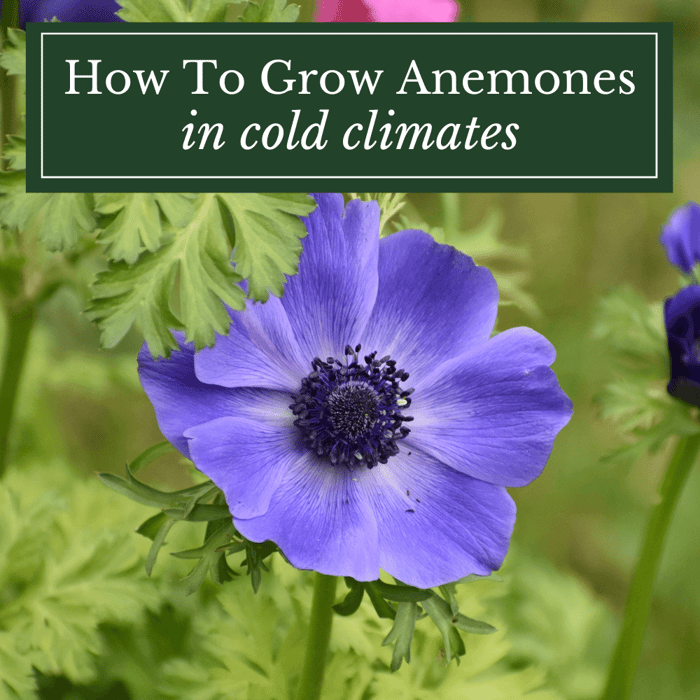 How to Grow Anemones in Cold Climates
