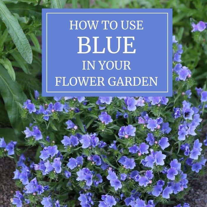 How to Use Blue in Your Flower Garden