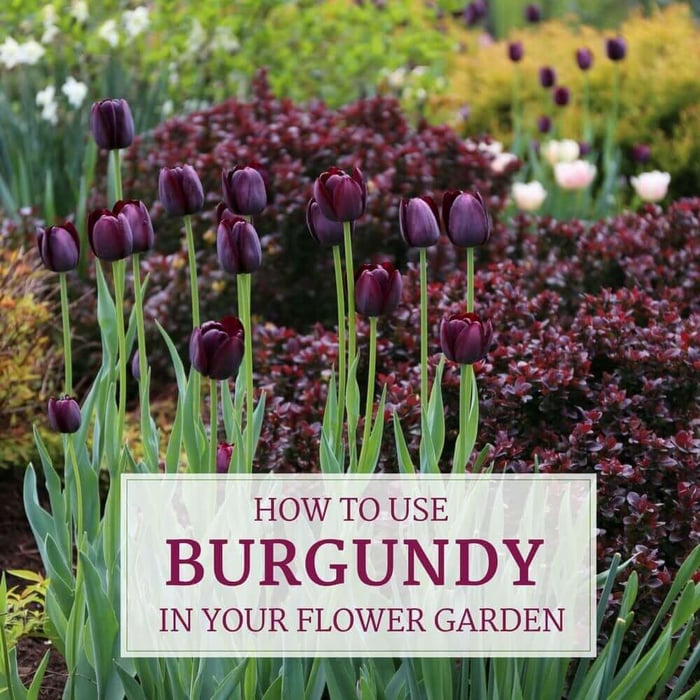 How to Use Burgundy Flowers and Foliage