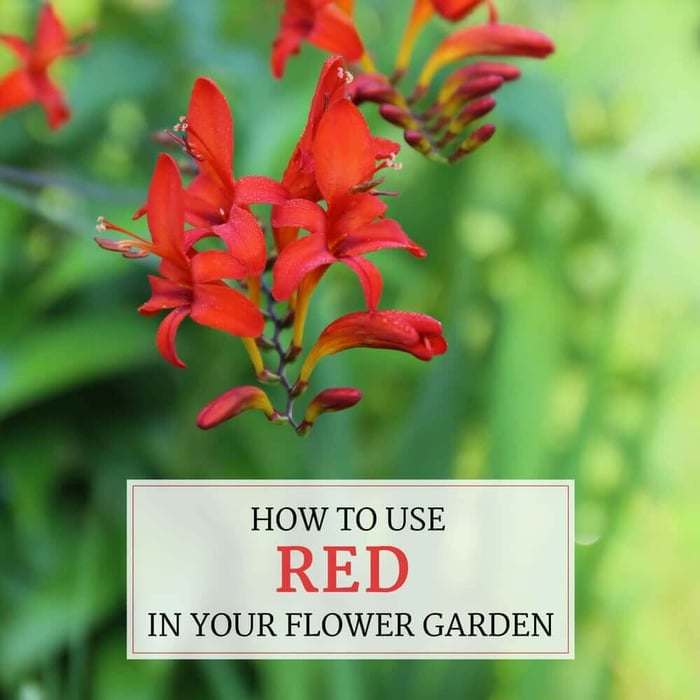 How to Use Red in Your Flower Garden