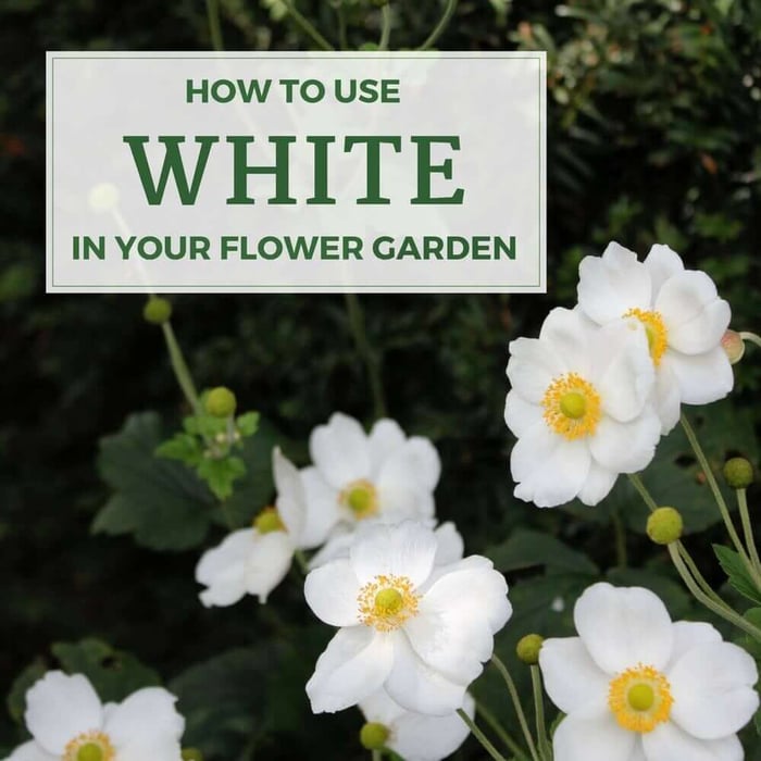How to Use White in Your Flower Garden