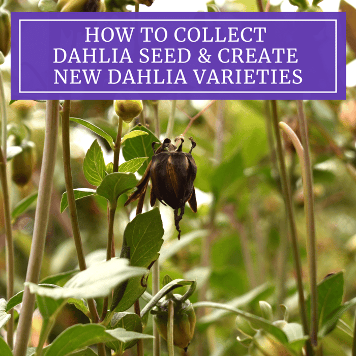 How to Collect Dahlia Seed and Create New Dahlia Varieties