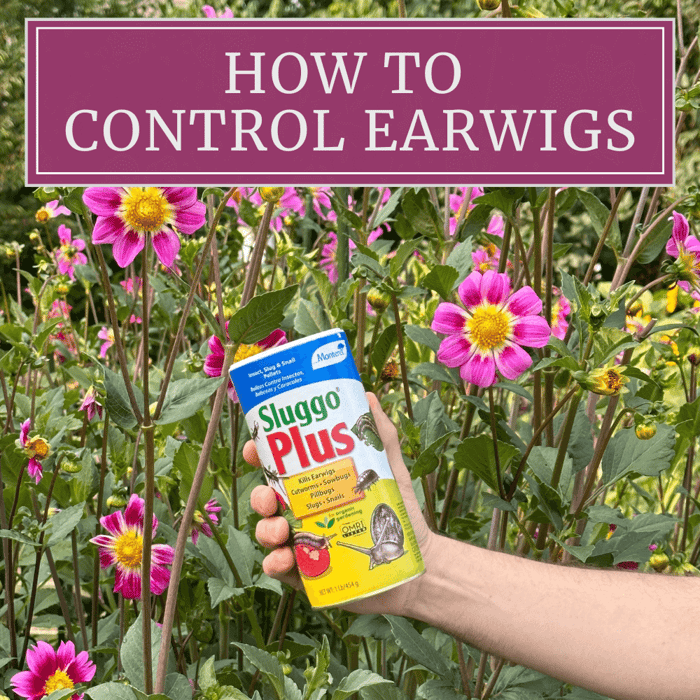 How to Control Earwigs in Your Flower Garden