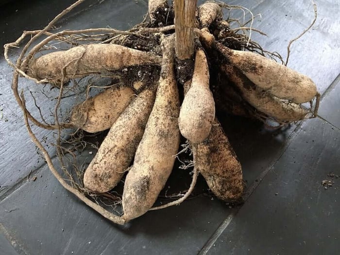 Overwintering Dahlias? Time To Check the Tubers