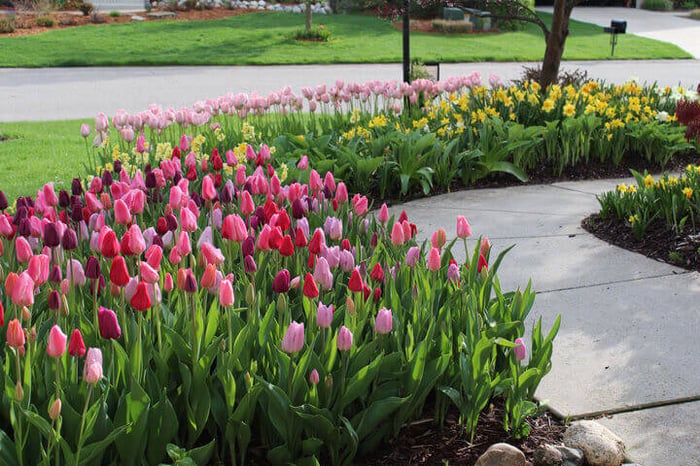 The Tulip House - Bulb Garden Inspiration