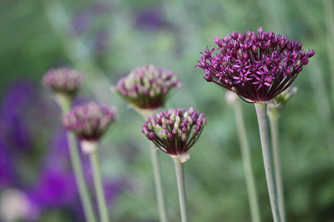 Allium - Fireworks in the Garden and In Your Home