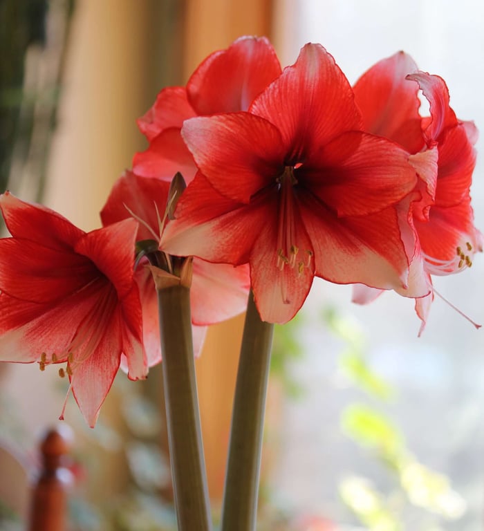 What to Do with Amaryllis Bulbs After They Bloom