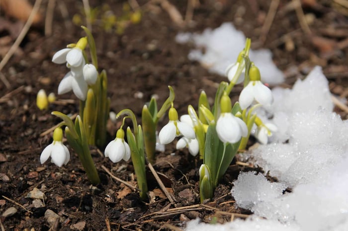 Plan Ahead for the First Flowers of Spring