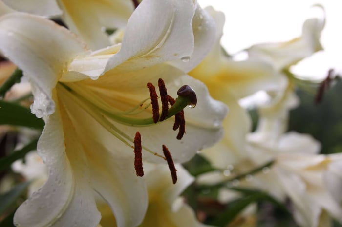 Favorite Flowers for a Fragrant Garden