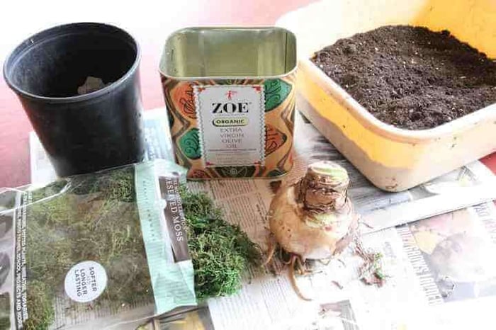 Planting Paperwhites and Amaryllis Bulbs in Recycled Containers