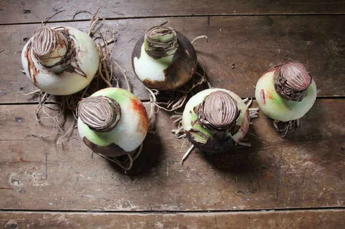 Amaryllis Bulb Size: What the Measurements Mean and Why They Matter