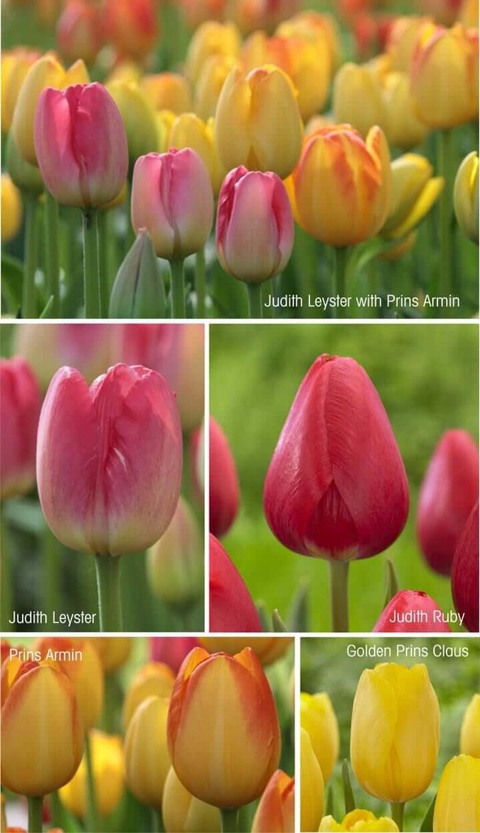 Breeding a Better Tulip