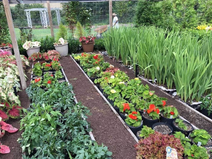 Midsummer Update from Our Trial Garden