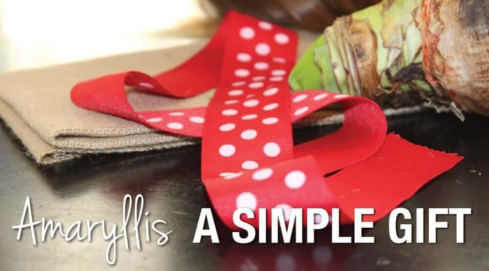 Amaryllis: A Simple Gift for the Holidays