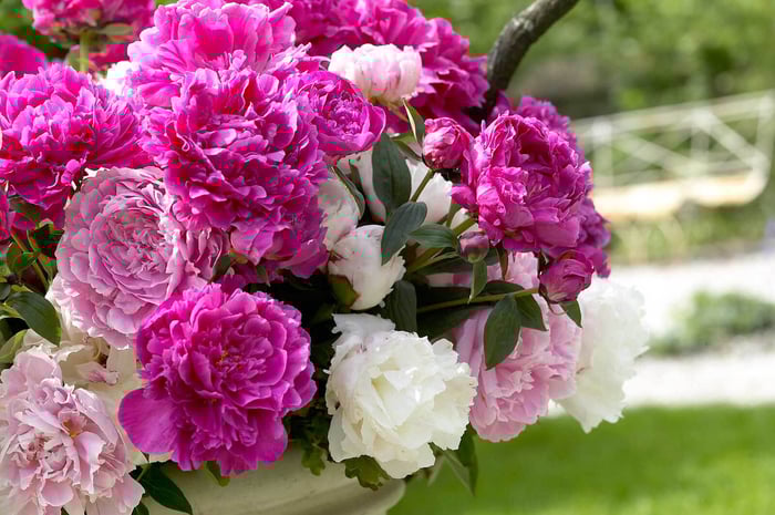 How to Extend the Peony Season