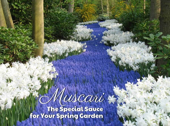 Muscari: The Special Sauce for Your Spring Garden