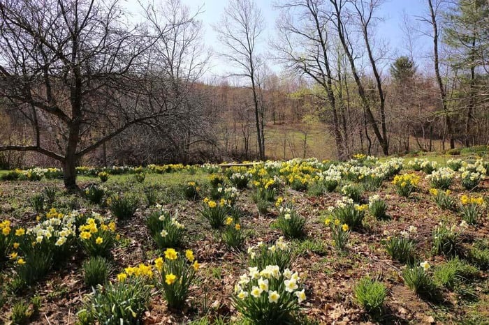 Best Daffodils for Naturalizing