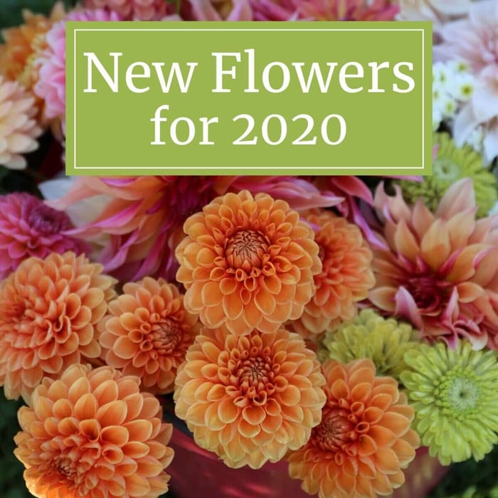 New Flowers for Your 2020 Garden