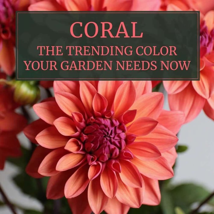 Coral Flowers: The Trending Color Your Garden Needs Now