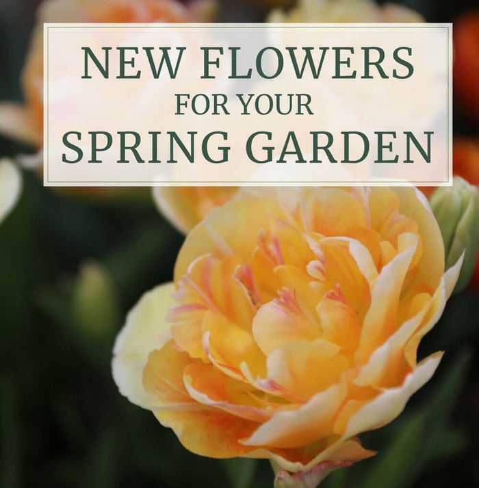 New Flowers for Your Spring Garden