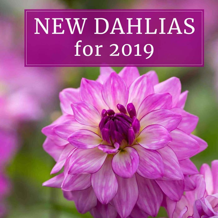 New Dahlias for Your 2019 Flower Garden