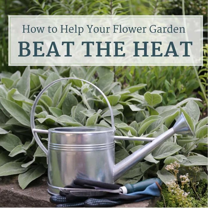 How to Help Your Flower Garden Beat the Heat