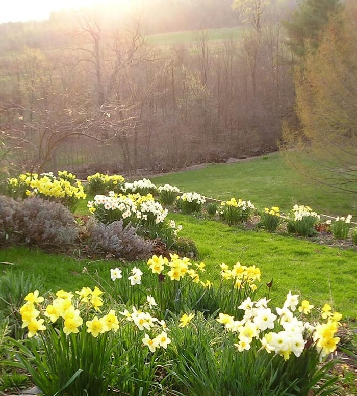 Make Way for Daffodils