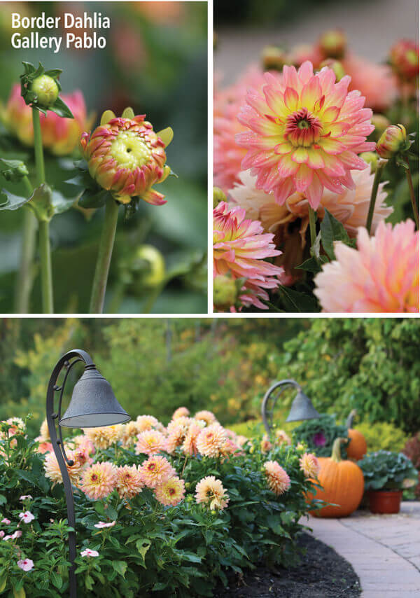 Garden Inspiration: Border Dahlias Around Our Homes