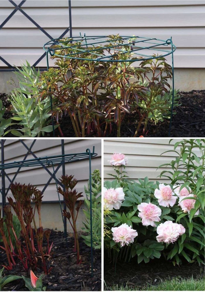 Supporting Peony Plants with Cages