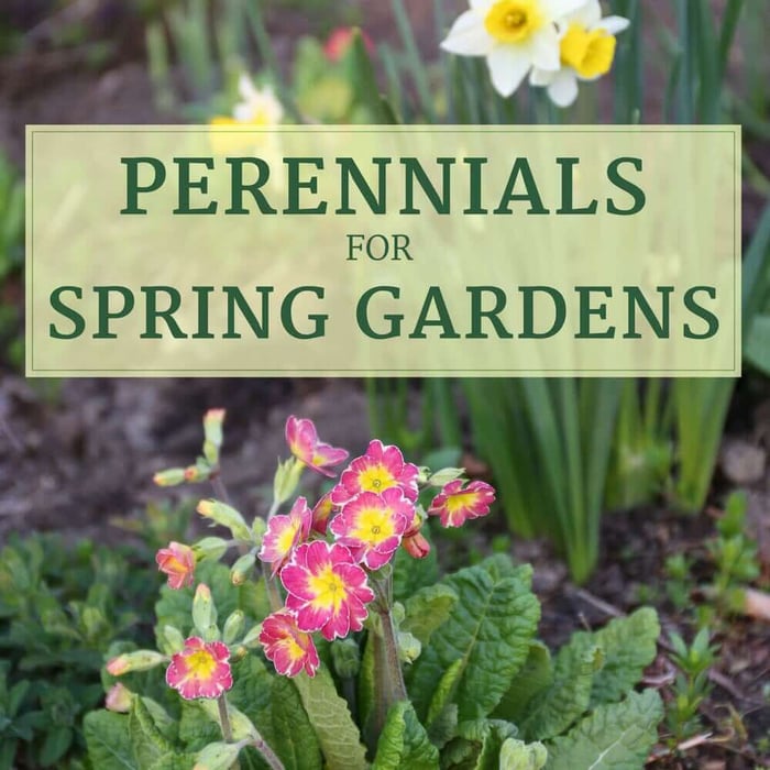 Best Perennials for Spring Gardens