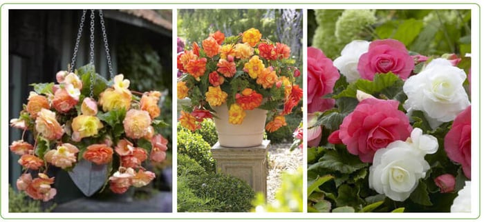 Starting Tuberous Begonias Indoors