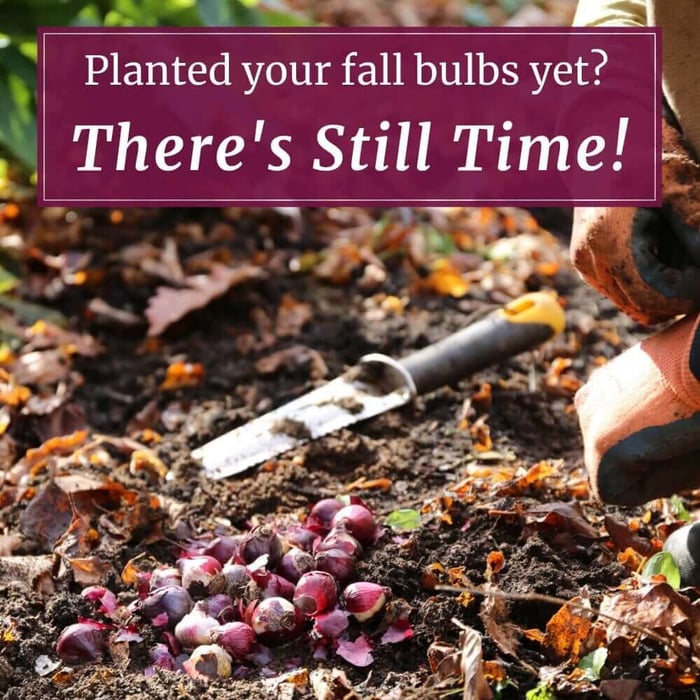 Planted Your Fall Bulbs Yet? There's Still Time!