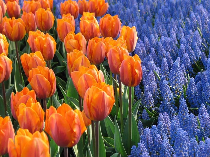 Where to Plant Fall Bulbs: There's Always Room for More