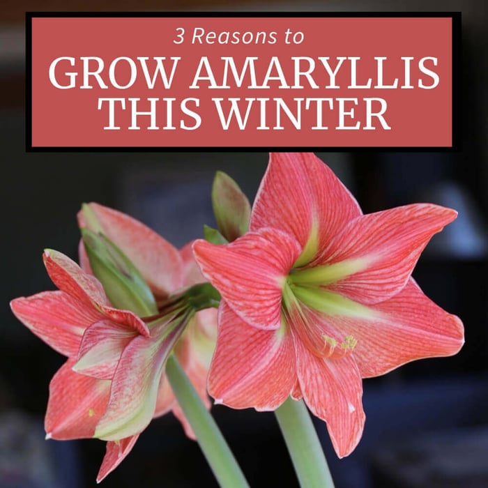 Three Reasons to Grow Amaryllis Bulbs This Winter