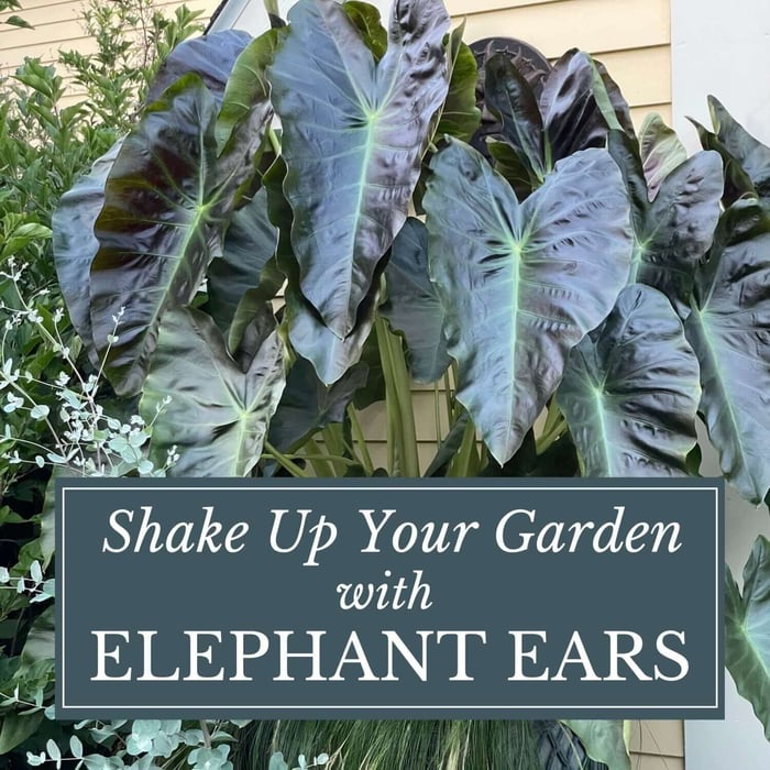 Shake Up Your Garden With Elephant Ears