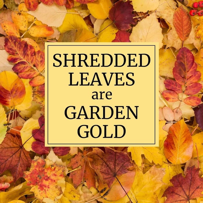 Shredded Leaves are Garden Gold